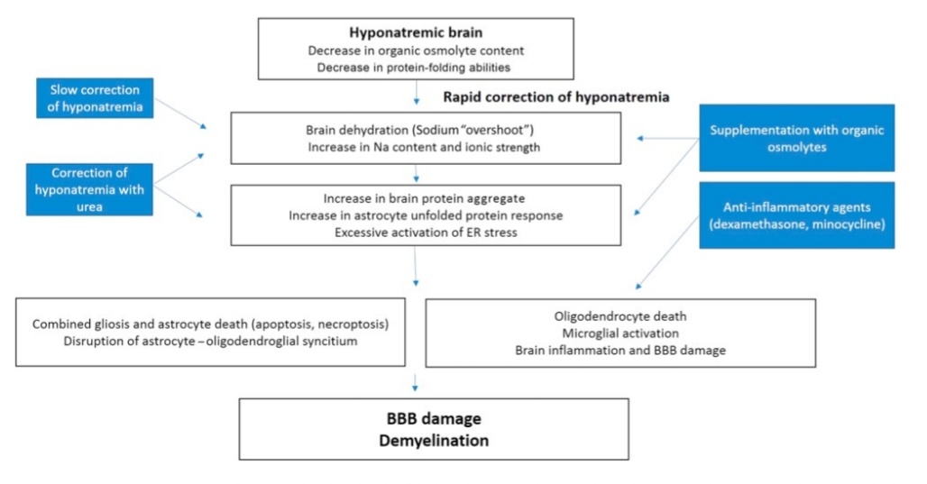 SOMELaguna's tweet photo. Adaptación del Cerebro a la Hiponatremia y sus Implicaciones Clínicas 🧠🧂

1️⃣Fisiopatología
2️⃣Adaptacion cerebral
3️⃣Clínica
4️⃣Abordaje Terapeutico de Urgencia
5️⃣Desmilienización Osmótica

https://t.co/KxZ5JPgZ8P

Acceso a Texto completo 👇🏼✅🆓️
https://t.co/pdXNGVQqPA https://t.co/5TSgKjXWsT