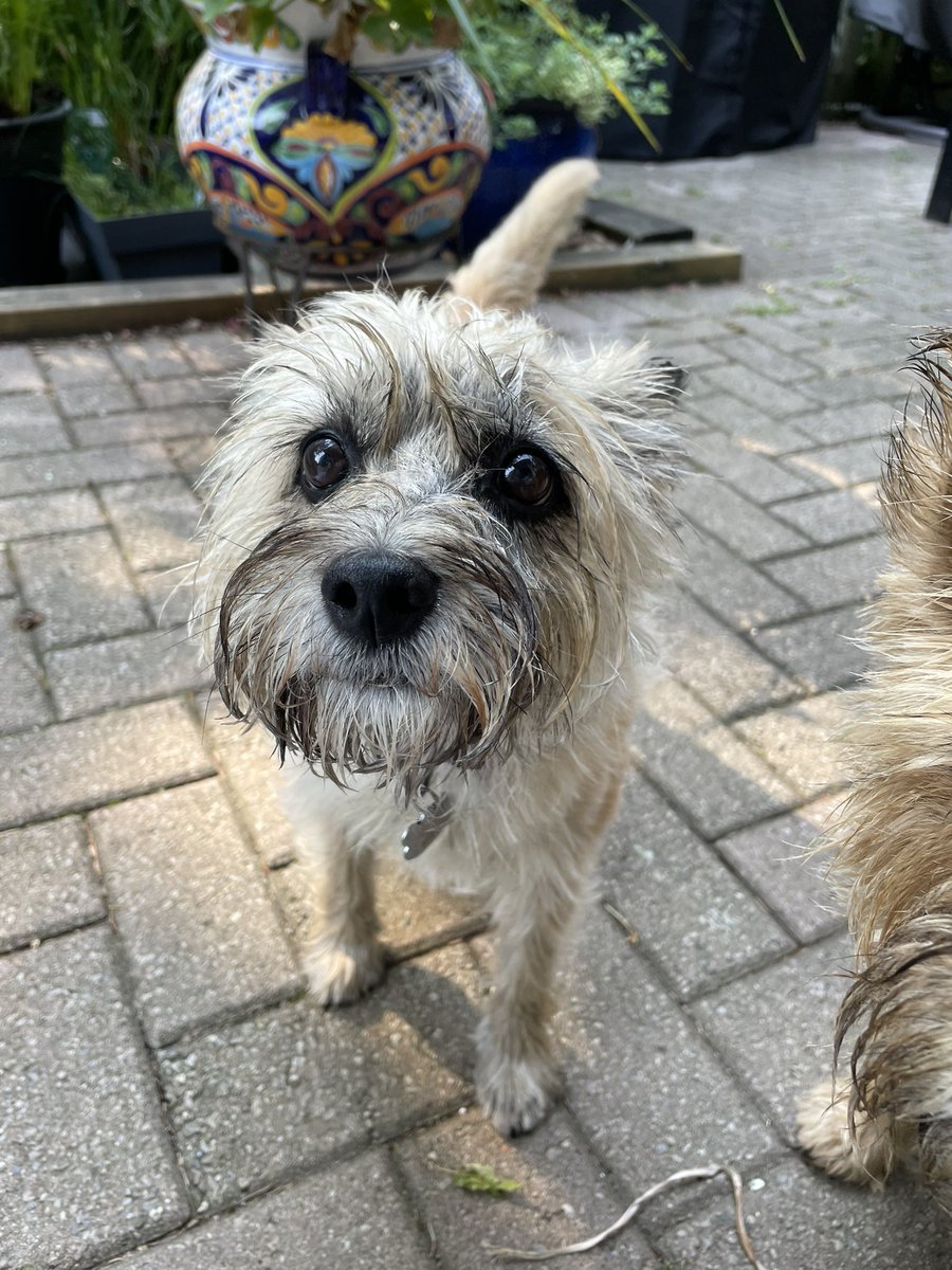 PJ Puppermum 🇨🇦 tweet media