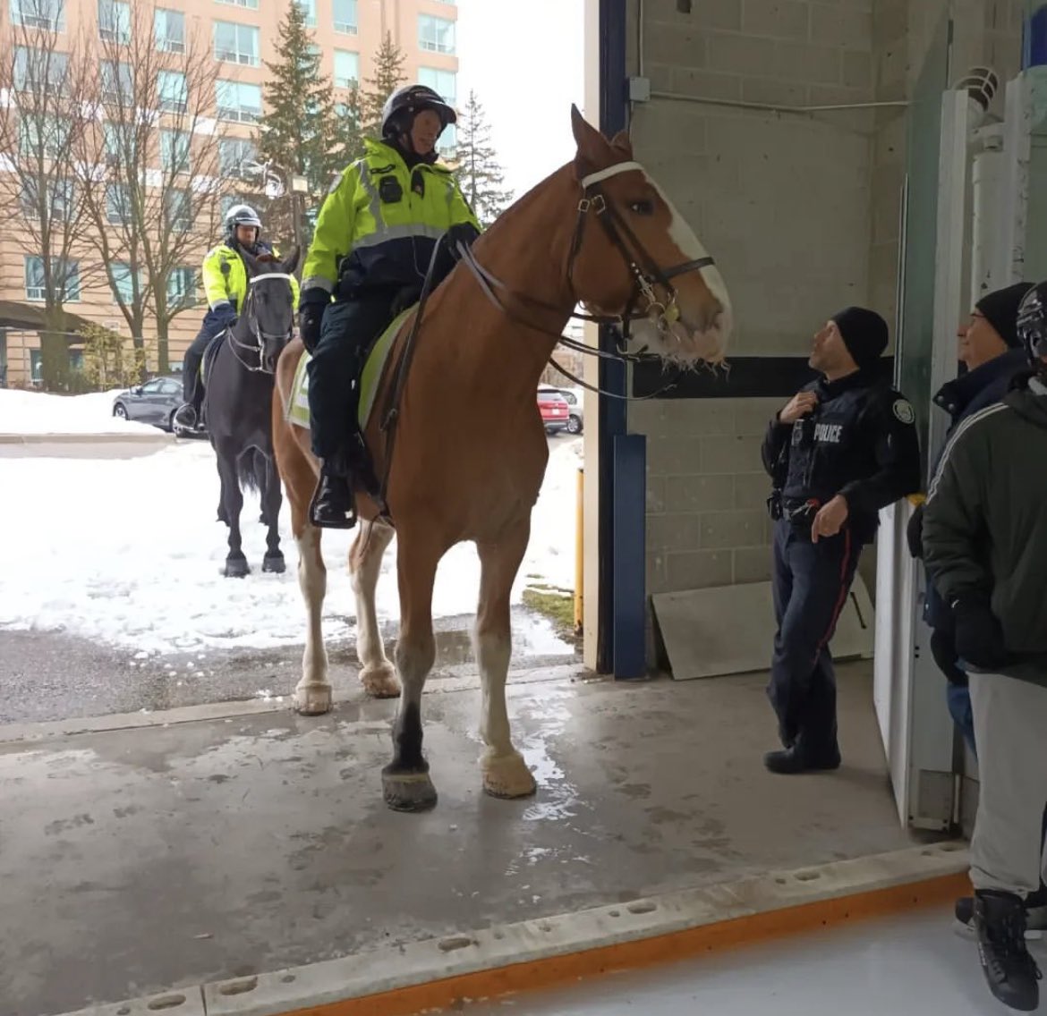 TPSMounted's tweet image. #PHDraper making himself known at the garage roll up doors to the hockey rink. Had a great time at Malvern Officers Community Skate event in 42 Division #policehorse #malvern #communityevent #torontopolice #hellothere #nicetomeetyou #StPatricksDay2023
