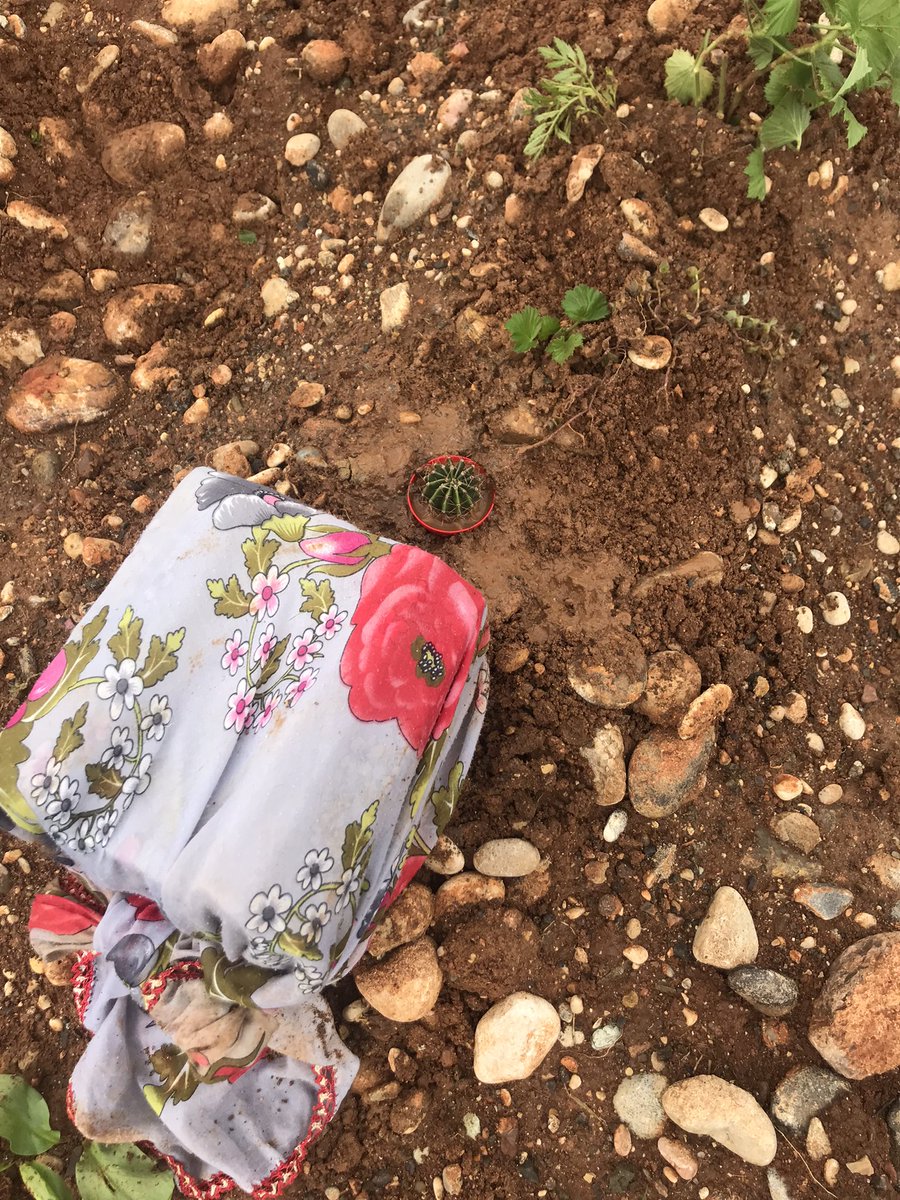 Gittiğim her yere kaktüs ekeceğim meleğim 🤍<a href="/Duygutncc1/">Duygu</a>