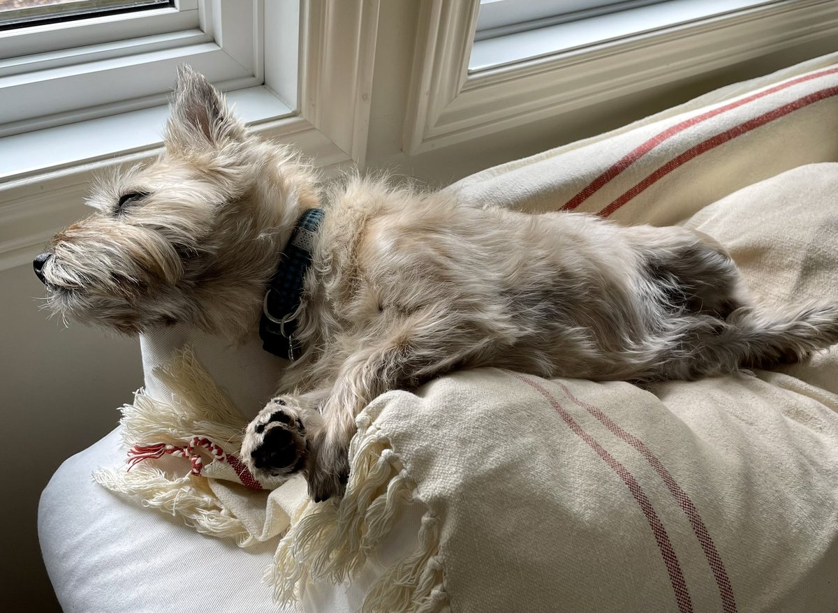 PJ Puppermum 🇨🇦 tweet media