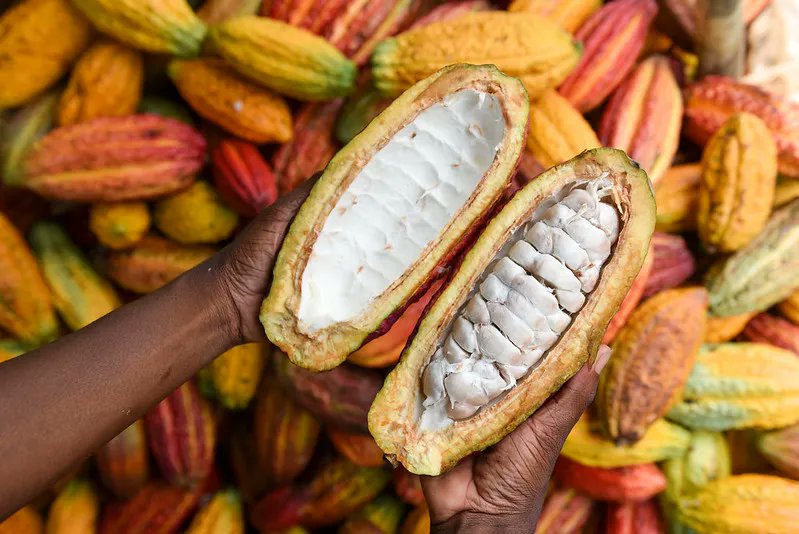 CGIAR's tweet photo. Fine flavor cacao: a growing and profitable market  🍫  

Read this blog by @BiovIntCIAT_eng to learn about the implications for globally defined quality standards for cacao: https://t.co/KDU7FOdm5D 

#OneCGIAR https://t.co/zxyvLQpiL8