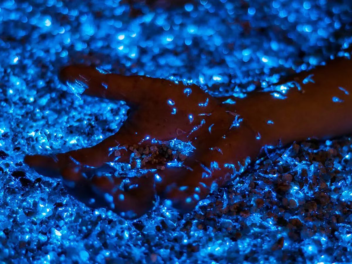 TurismoCity's tweet photo. Increíbles imágenes del jueves por la noche en Mar del Plata 😱

La presencia de noctilucas (algas microscópicas) generó olas con bioluminiscencia 🤩

📸 @brankouver https://t.co/ZZIiMy82M9