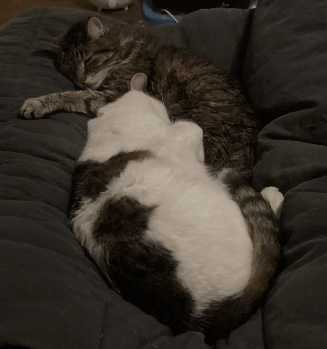 OhRatboy's tweet photo. Caturday truce ⁦@LisaLoeb⁩ ⁦@LilandMad⁩ ⁦@laurenevemay⁩ ⁦@thisiscallmekat⁩ ⁦@SimonsCat⁩ ⁦@EvilLoeb⁩ ⁦@feliciaday⁩ #Caturday #Truce https://t.co/s3kEX3Scco