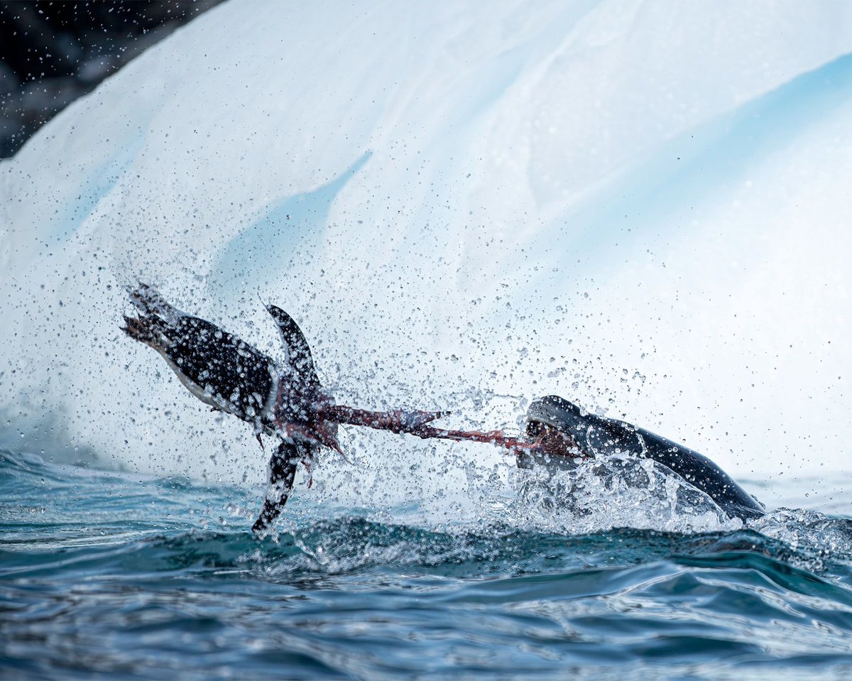 QuarkExpedition's tweet image. March 13: Guests spotted a leopard seal hunting Gentoo penguins at Cierva Cove! 🇦🇶 

Even though this apex predator has a diverse diet, including krill and other species of seals, they are also known to hunt penguins. 

Photos by Jens Wikstrom
#Antarctica #LeopardSeal #Wildlife