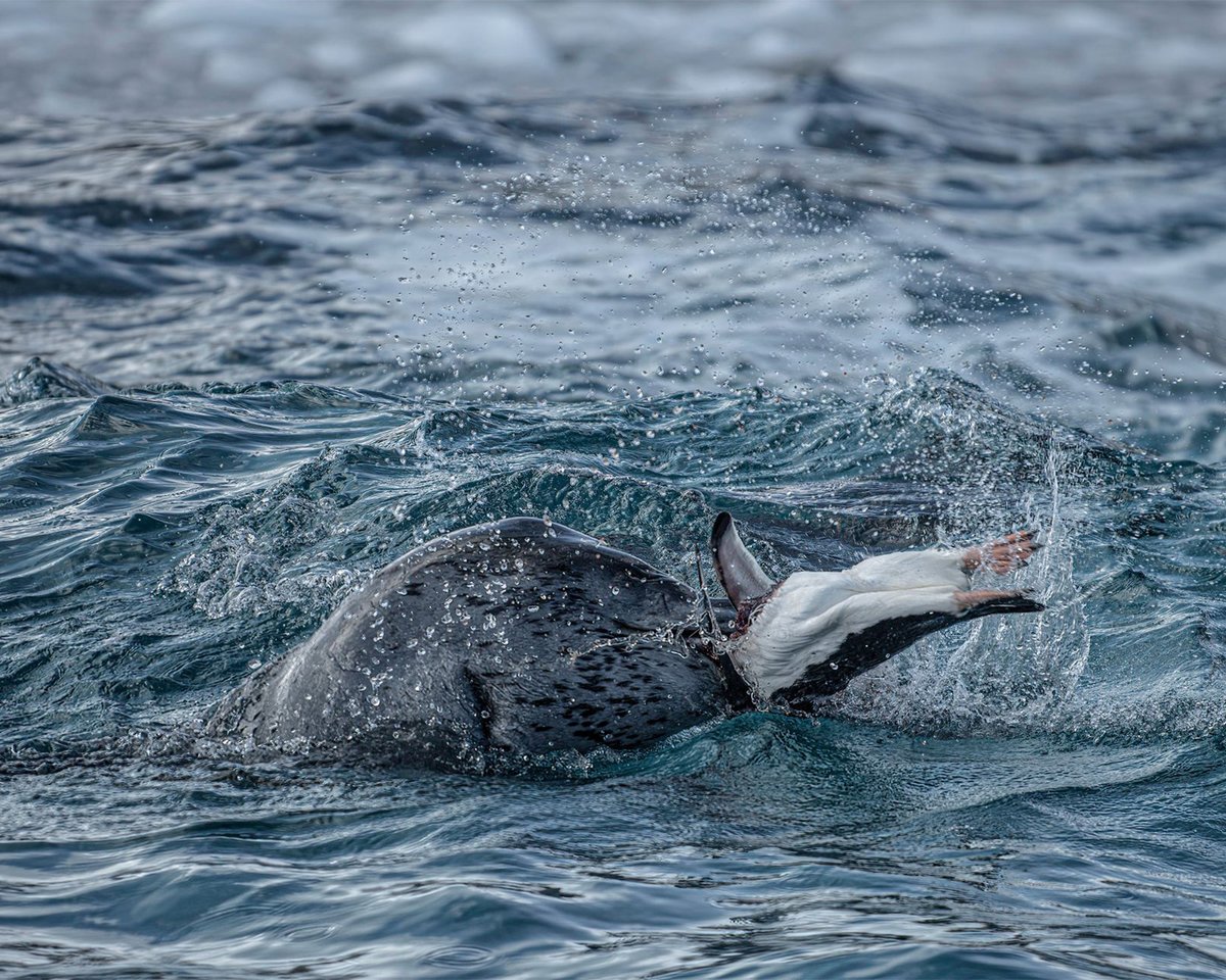QuarkExpedition's tweet image. March 13: Guests spotted a leopard seal hunting Gentoo penguins at Cierva Cove! 🇦🇶 

Even though this apex predator has a diverse diet, including krill and other species of seals, they are also known to hunt penguins. 

Photos by Jens Wikstrom
#Antarctica #LeopardSeal #Wildlife