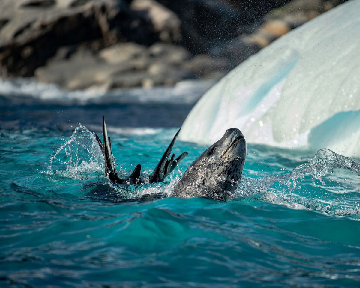 QuarkExpedition's tweet image. March 13: Guests spotted a leopard seal hunting Gentoo penguins at Cierva Cove! 🇦🇶 

Even though this apex predator has a diverse diet, including krill and other species of seals, they are also known to hunt penguins. 

Photos by Jens Wikstrom
#Antarctica #LeopardSeal #Wildlife
