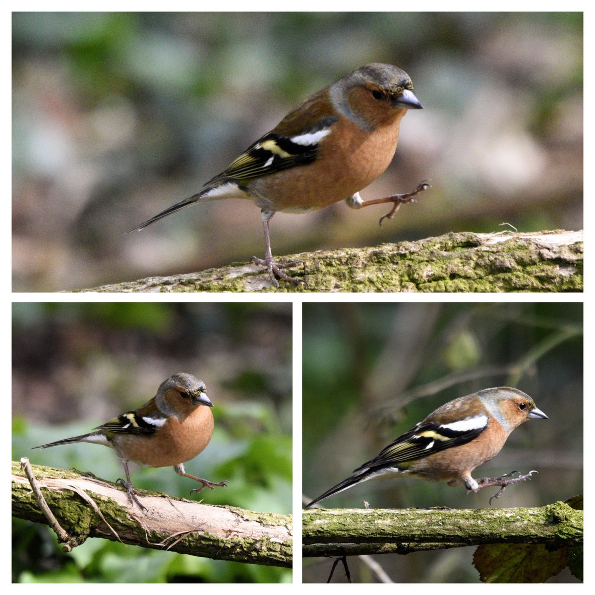 From today..Bobby Chaffinch performing the all new Hip Hop moves trending around the woods today #birds #nature #photography