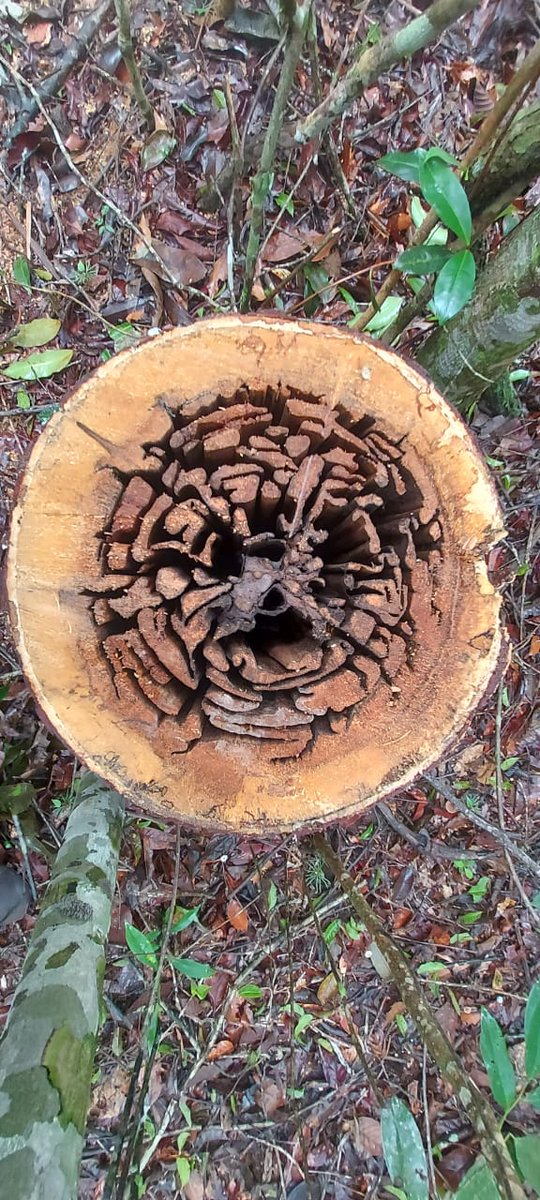 David Herrera-Ramirez tweet media