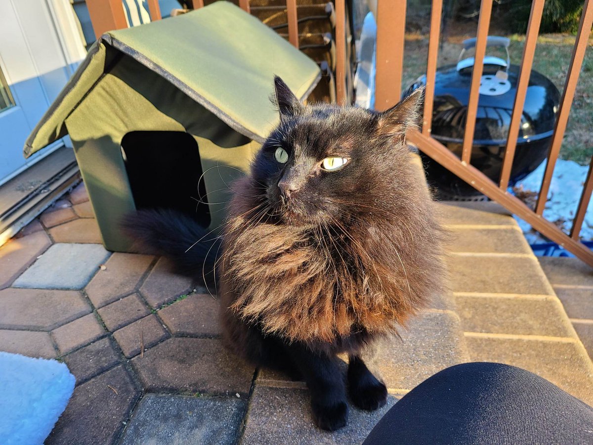 sweetbrooklyn40's tweet photo. My kitty. #blackcats https://t.co/jSoCKfUXuM