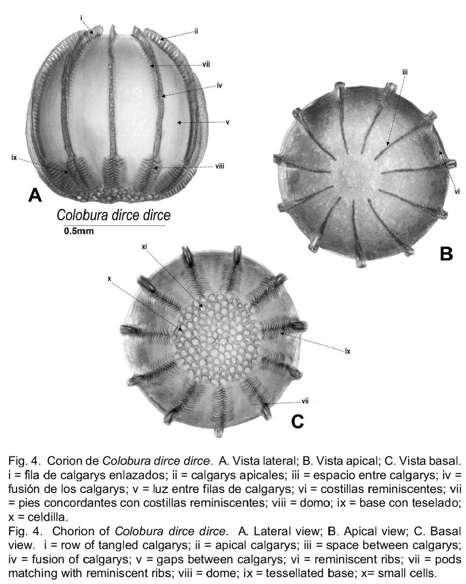 ECGplants's tweet photo. My first scientific article ❤️🦋🐛
"Description of the Exochorion on Three Species of Coeini"
We described and compared the exochorion of three species of the tribe
Coeini.
Doi:https://t.co/wGo5llKg27
#lepidoptera #corion
#Scientificarticle https://t.co/ZEATMW6caV