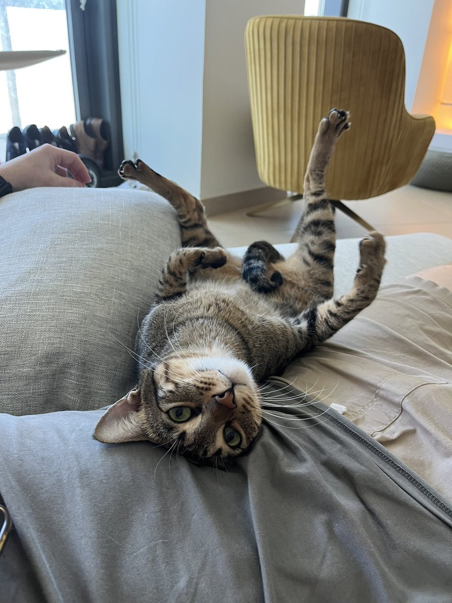 Mrs_Music_DXB's tweet photo. Think Ozzy likes the new couch 🤣 https://t.co/XrquXfd71h