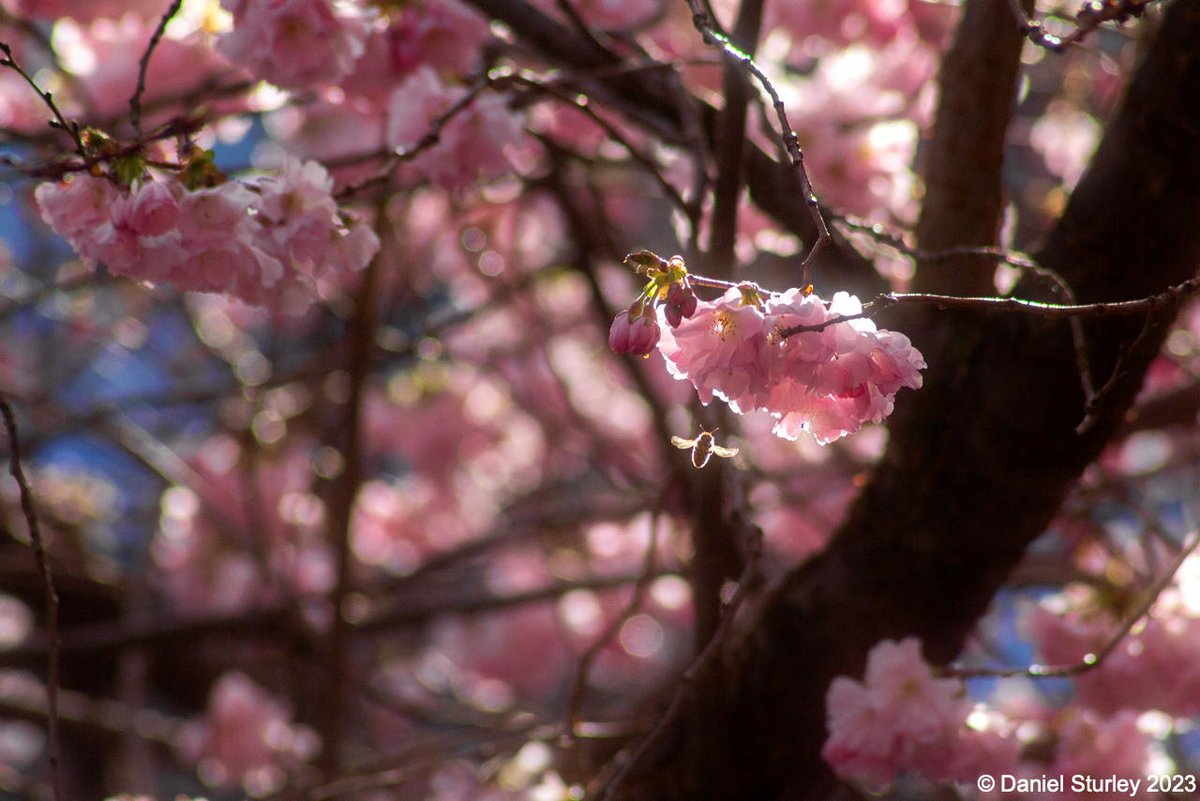 Daniel_Sturley's tweet photo. #Birmingham UK, a brief moment of #sunlight in Oozells Square @Brindleyplace this after noon, nice for a backlighted shot with a #BonusBee
#BirminghamWeAre #BlossomWatch
#BrindleyBlossomWatch @ikongallery https://t.co/AaZilzyKMn