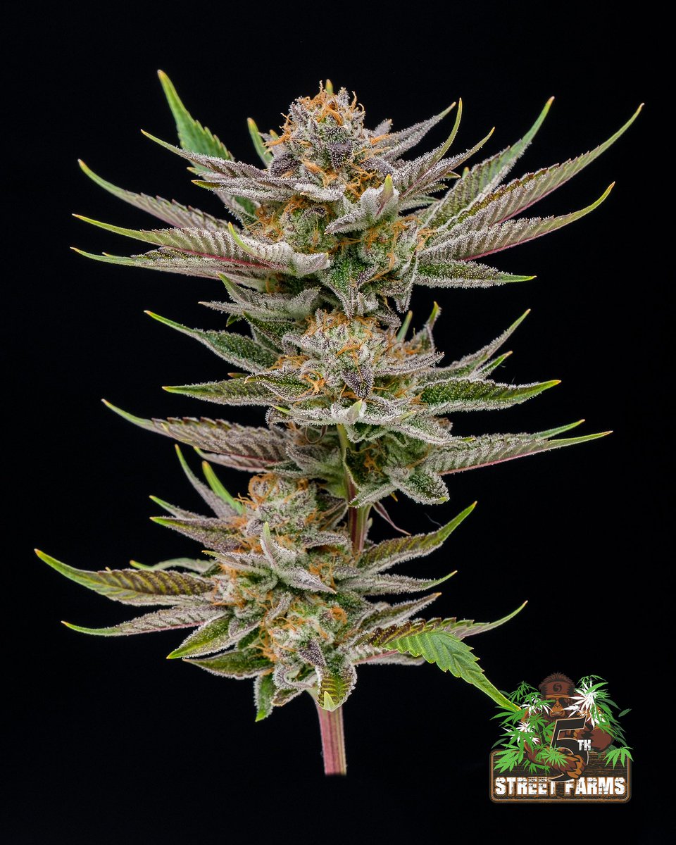 herb_chronicles's tweet photo. Mac 1 by 5SF  in the grow vs studio which photo is your favorite? https://t.co/3rB8b5Ry3l