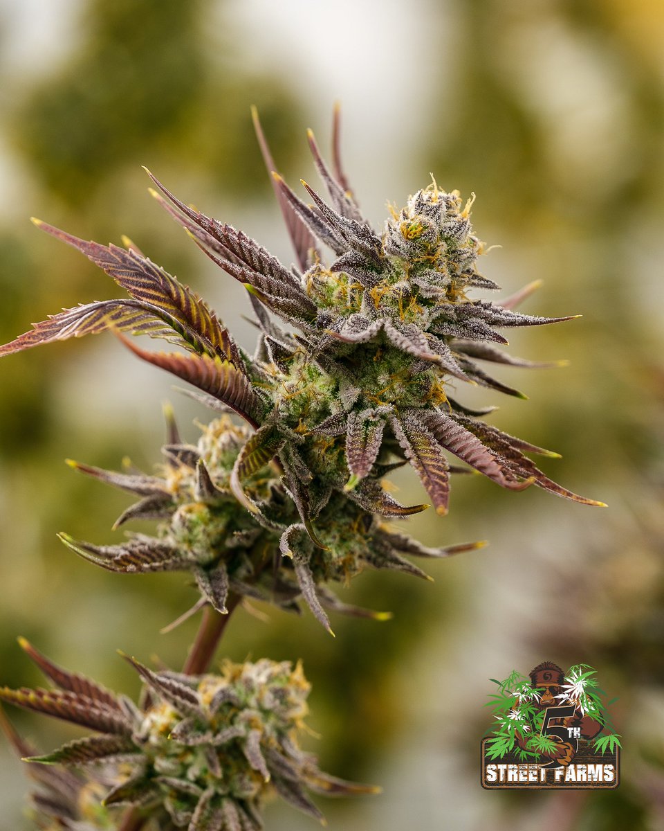 herb_chronicles's tweet photo. Mac 1 by 5SF  in the grow vs studio which photo is your favorite? https://t.co/3rB8b5Ry3l