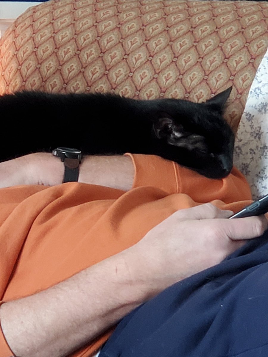 wierzbach's tweet photo. Happy #Caturday https://t.co/W0zrj6ICQx