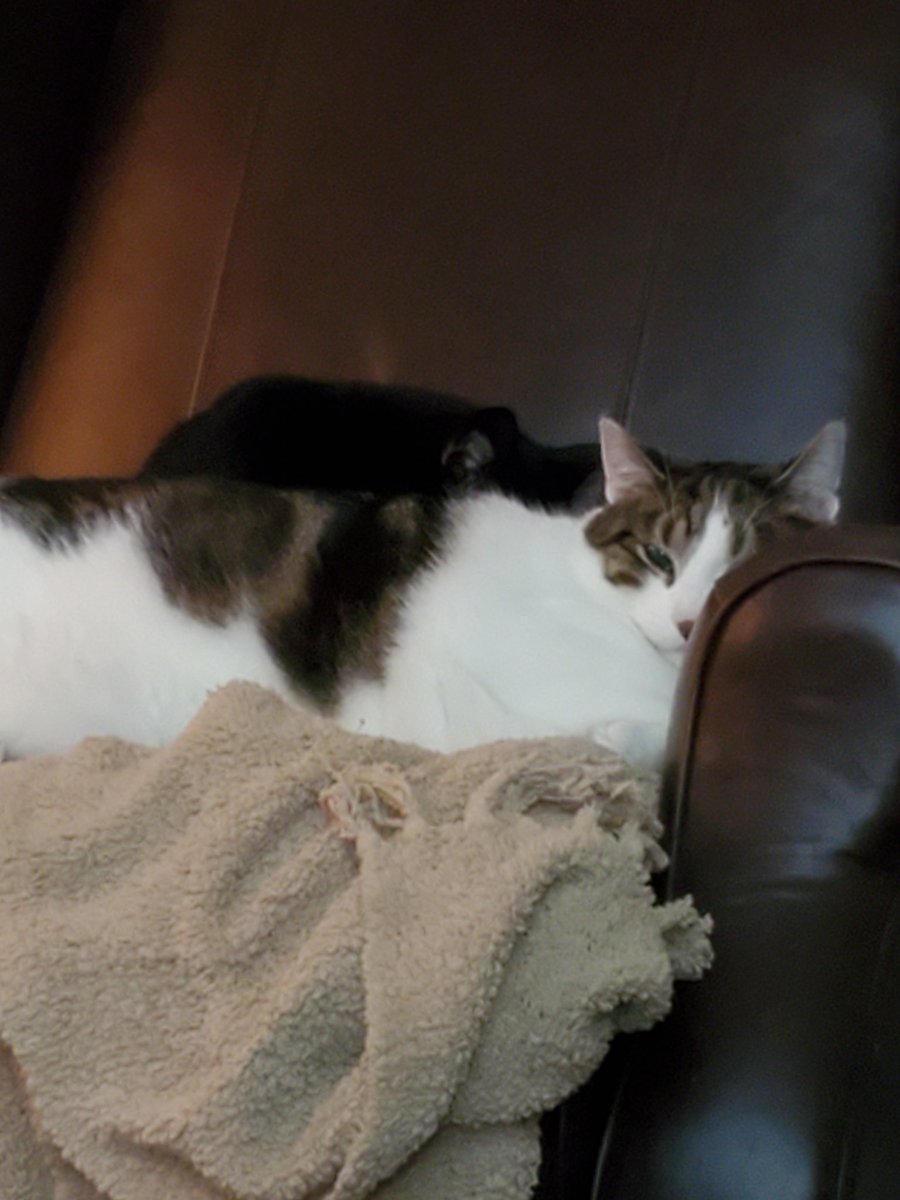 wierzbach's tweet photo. Happy #Caturday https://t.co/W0zrj6ICQx
