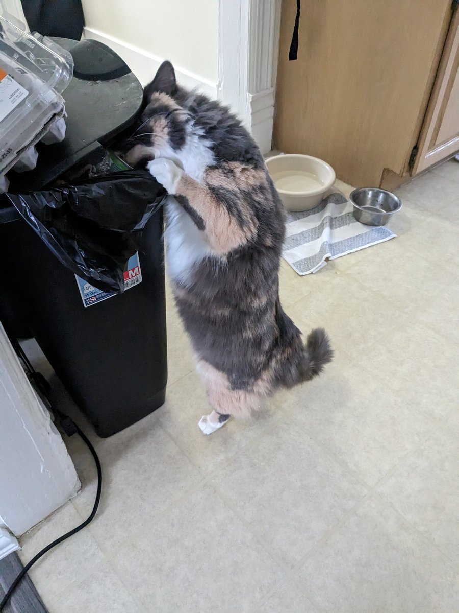 LindsayBeep's tweet photo. Cute has hell but also so annoying https://t.co/tcLrnJ0uDy