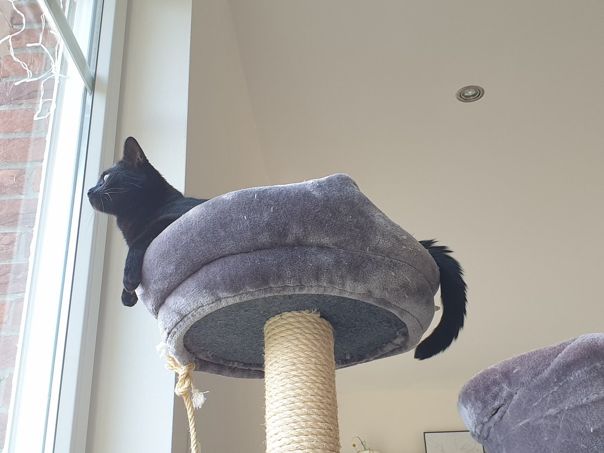 Unsere Katzen sind ab heute Draußen-Katzen. Yuki ist seit eineinhalb Stunden nicht zu sehen gewesen und ich stehe kurz vor einem Nervenzusammenbruch 😂