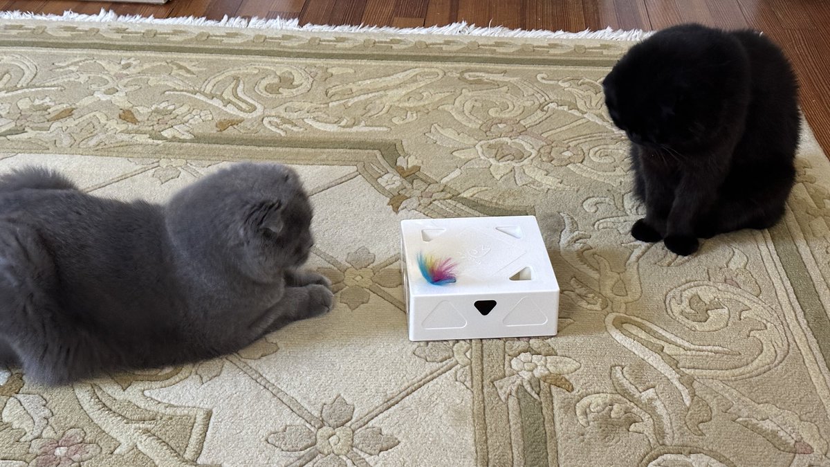 DebraVinik's tweet photo. Mini and Cooper use critical thinking skills to try to master their new toy. #catsontwitter #cats #catsoftwitter #catlivesmatter https://t.co/5X09Blwndi