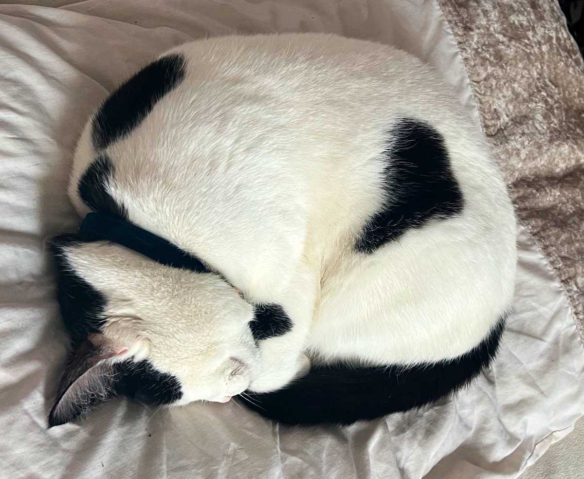 Nova_KaneJ's tweet photo. #catlover #instacat #cats #kitty #kitten #cute #pet #catlovers #meow #猫 #catoftheday #ねこ #pets #cats_of_instagram #love #animals #gato #animal #kittens #neko #ilovemycat #catlife #고양이 #instagood #dog #petstagram #catsagram #cutecat https://t.co/p8uLicvpJh