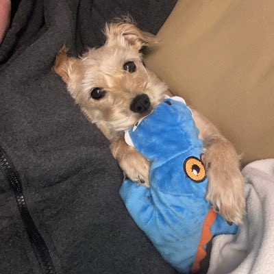 bella_fights's tweet photo. New gator Day!! #bella #belladog #dogsoftwitter #NewProfilePic https://t.co/ERfGlbvUYK