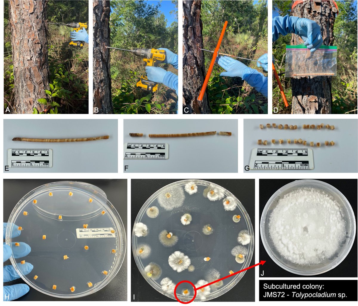 ClinicPlant's tweet photo. Happy no announce the description of two new 🍄 #fungi #endophytes🌲species of Tolypocladium. One dedicated to @UFTropical for their efforts to preserve the #pinerocklands ecosystem 👏! 
 👉 https://t.co/xLsDrhqlNy

@jumsoares1 @karlsenayala @Salvador_PhD @MSAFungi https://t.co/uaos4LLBkv
