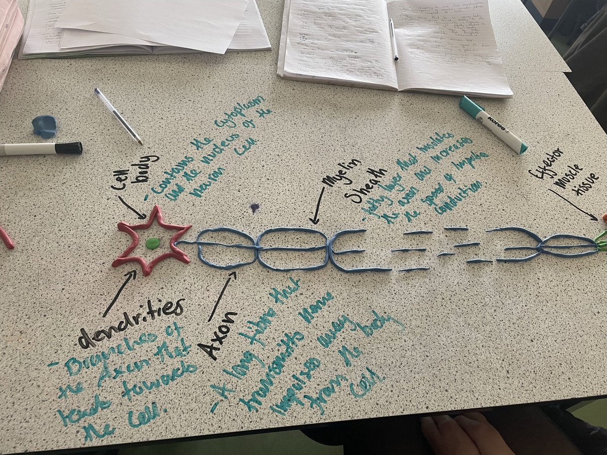 As we head towards the end of the course, Higher humans were practicing their neuron  structure last week <a href="/knoxacademy/">Knox Academy</a> <a href="/KnoxScience/">Knox Academy - Science Faculty</a>