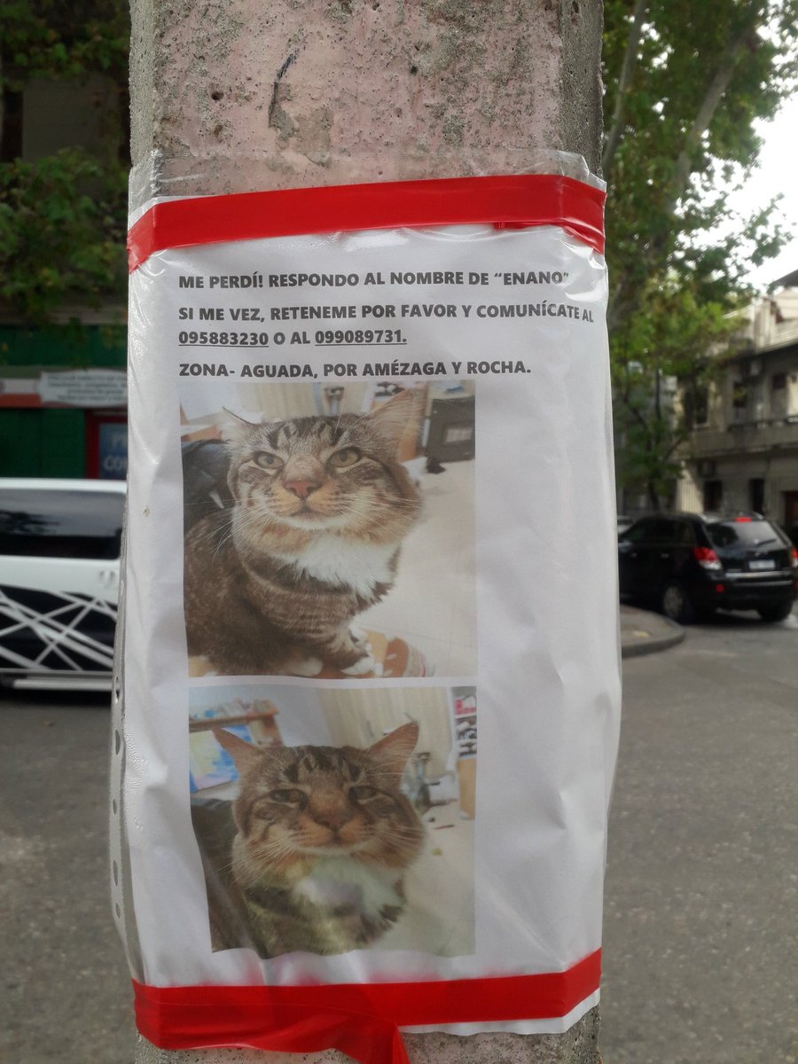 BelvedereGatos's tweet photo. Encontre estos carteles, son gatos perdidos😞. Si pueden compartir amigos, gracias!!🐈🤞🤞🤞 https://t.co/9R1wLuZtFk