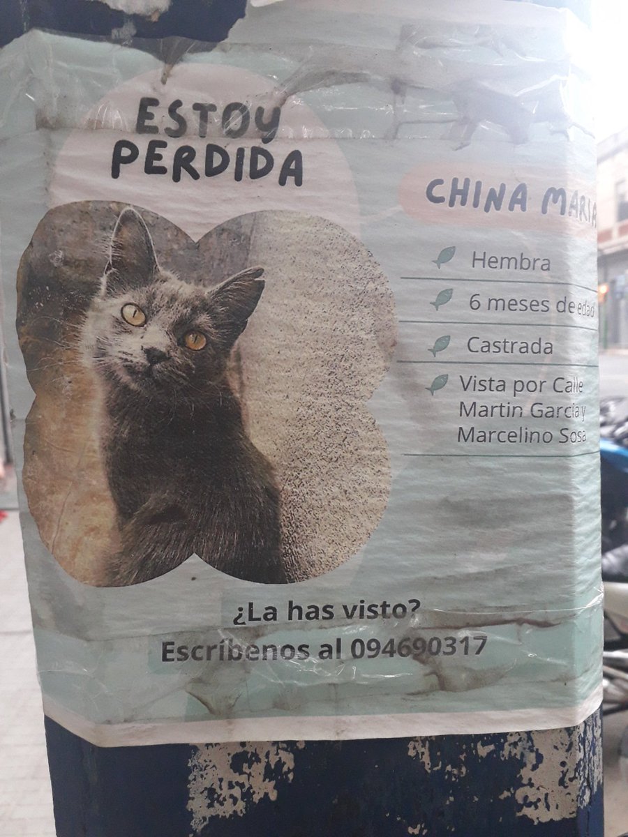 BelvedereGatos's tweet photo. Encontre estos carteles, son gatos perdidos😞. Si pueden compartir amigos, gracias!!🐈🤞🤞🤞 https://t.co/9R1wLuZtFk