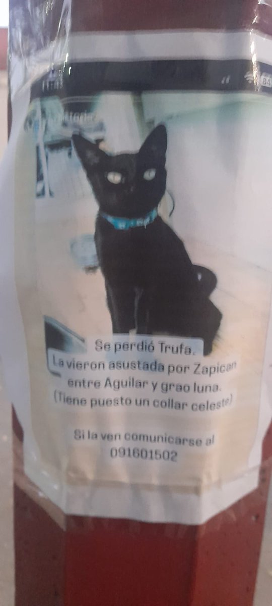 BelvedereGatos's tweet photo. Encontre estos carteles, son gatos perdidos😞. Si pueden compartir amigos, gracias!!🐈🤞🤞🤞 https://t.co/9R1wLuZtFk