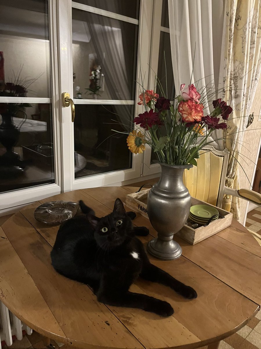 alicevdrn's tweet photo. ⚠️⚠️ CHAT PERDU                                           J’ai perdu mon chat Socrate aujourd’hui vers la clinique vétérinaire de Colombelles. 
Si vous le retrouvez ou l’ apercevez  contactez moi en dm svp 🙏🙏🙏 
RT appréciés 🙏 https://t.co/U7xQpIDZvY