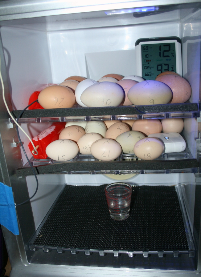 chickam2008's tweet photo. We are 'Go' for our 15th year of #Chickam!😃

28 C-Seeds have been placed in the ReptiPro...now to wait for three weeks.
I'll candle the eggs in 10 days to see how many embryos we have.
Meanwhile, they'll get turned 5 times a day!🐣 https://t.co/NEyKL7eJht