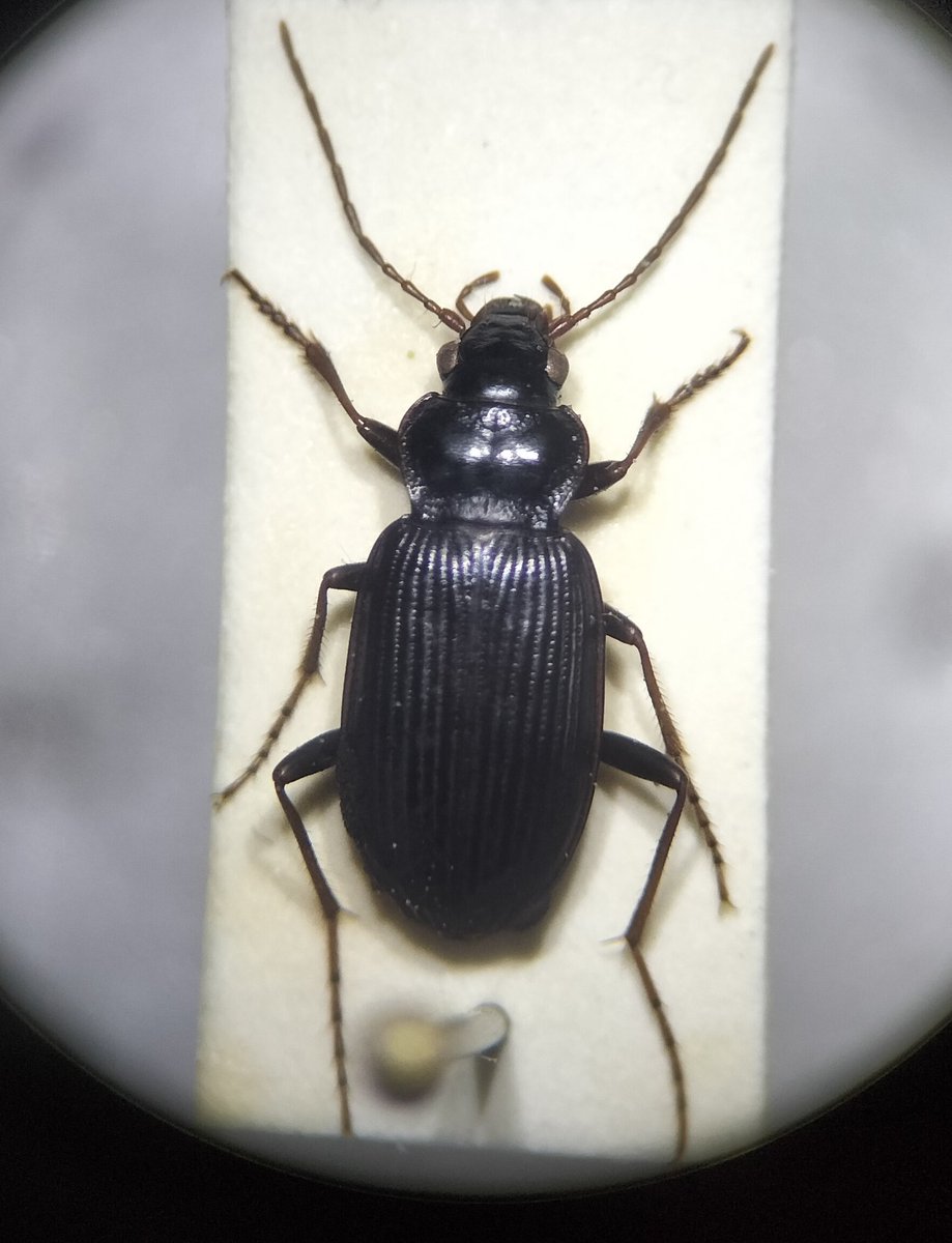 Day 62 is Nebria brevicollis. This is a somewhat large Carabid, and I've found it in my garden and at Newmillerdam. #ABeetleADay