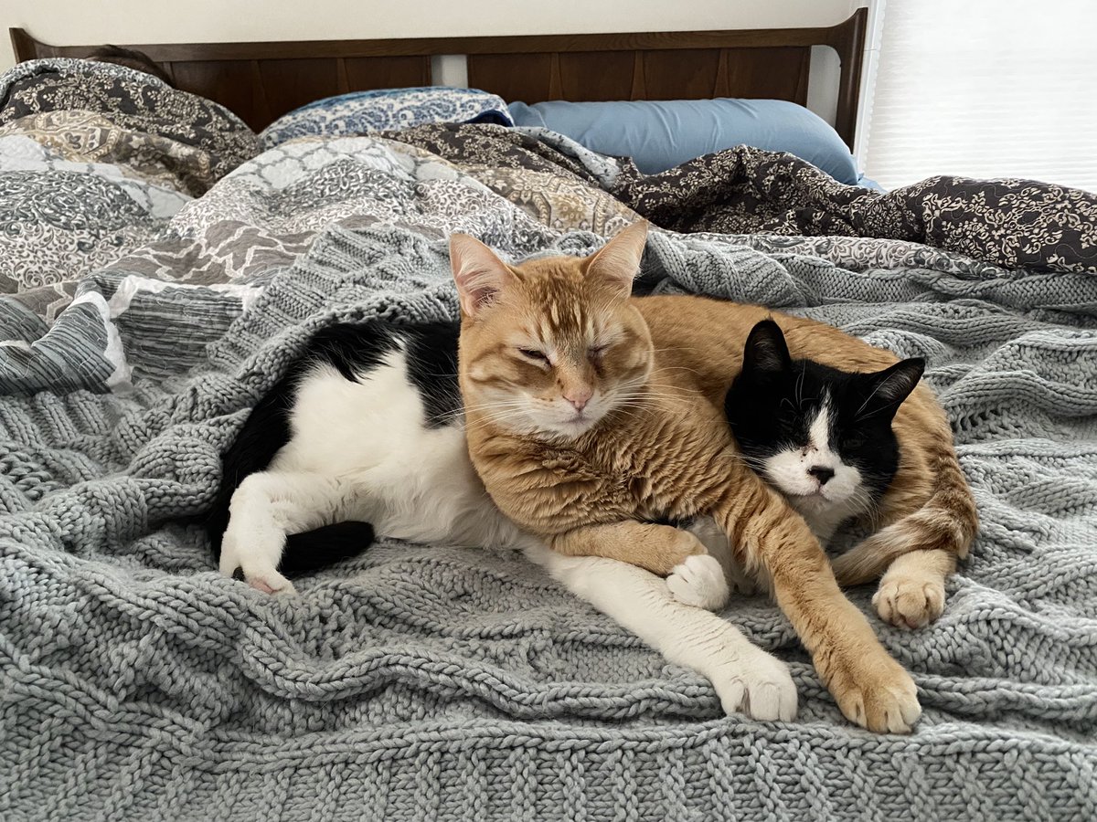 This looks like the most comfy spot… #Caturday
