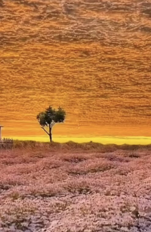 I came across a fallen tree 
its branches sadly looked at me
its tender eyes
baptized by pearls
of heaven
bathed the empty air
in celestial drops of love
it burned its soul
to the sun
to warm the cold with a blanket of clouds
it lit a holy lamp within my heart
scent of sacrifice