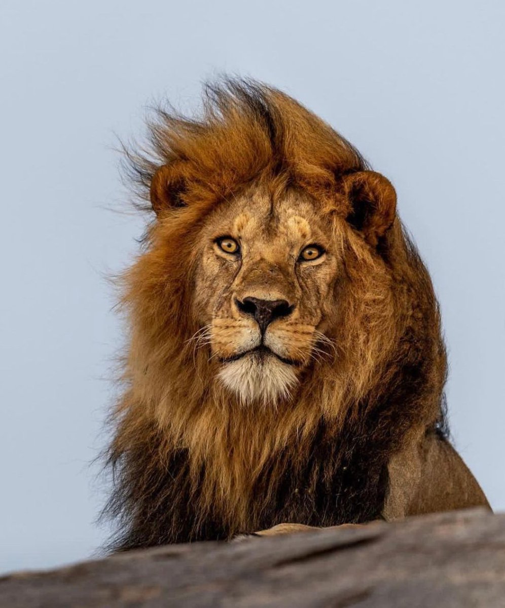 A Story of the Iconic and Africa's most beautiful Lion 'Bob Junior' curated by @tzparks - Thread! - #Travel #BJ #bobjunior #Serengeti #Tanzania