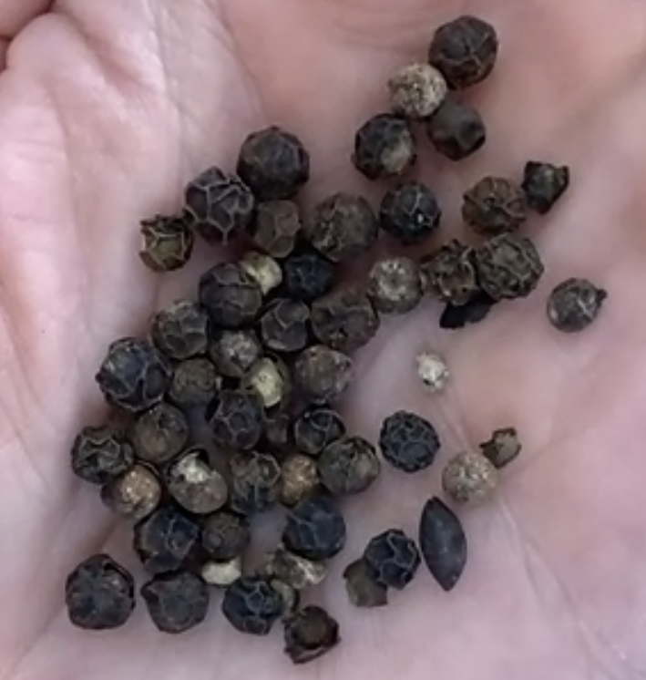 jchammonds tweet media