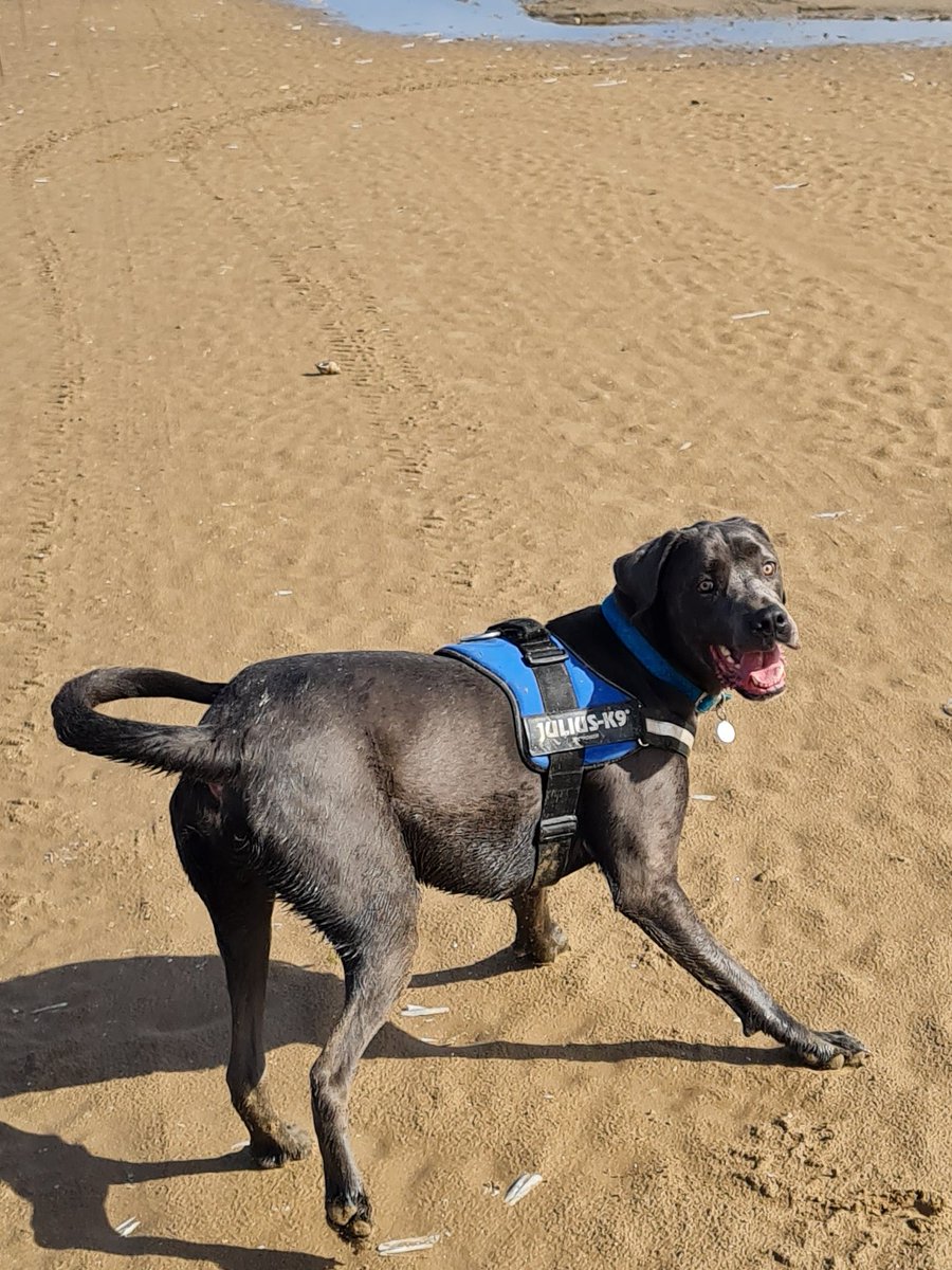 gio_cso's tweet photo. Southport Beach wit my Dads @ScouseB @scouseleder Then to see Grandad &amp; Gran for some biscuits! Happy Saturday @DT_Merseyside #HappyPuppy https://t.co/tVKCAMKjqz