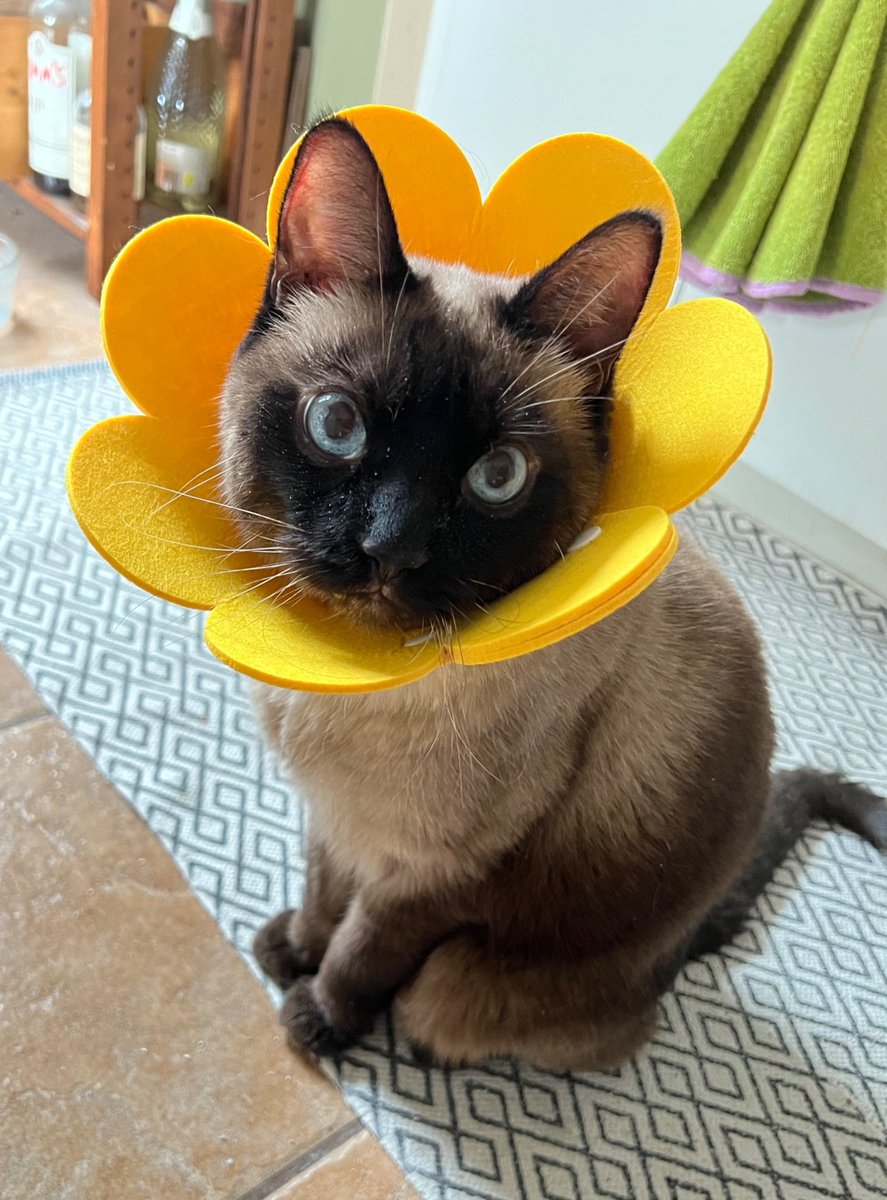 BarnesNeff's tweet photo. @YanyunH Poor baby! Hope he's better soon 😻 https://t.co/kghMp32Iud