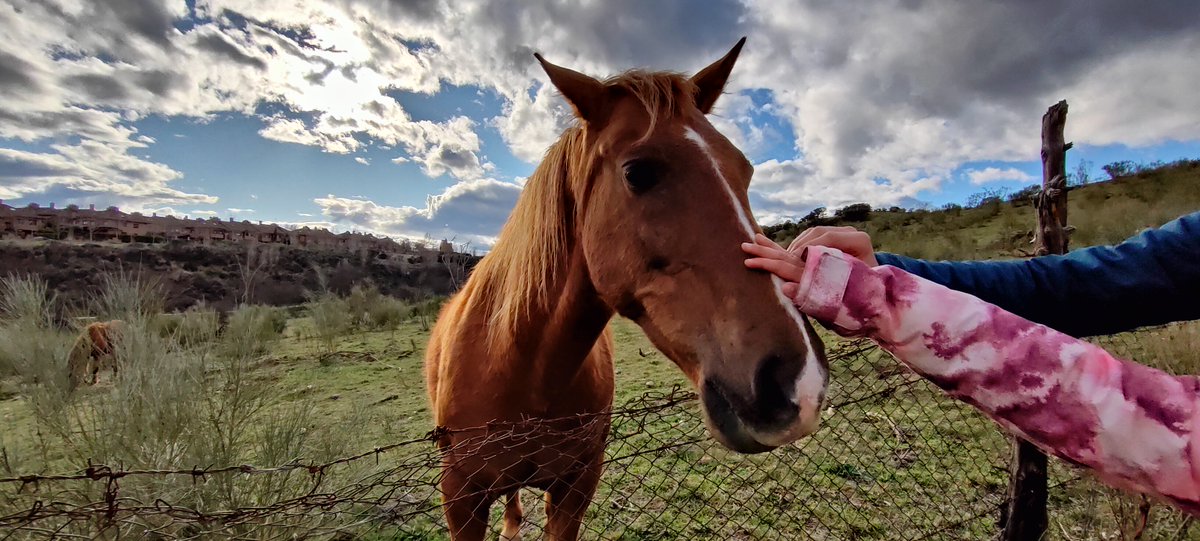 Dia completo en busca de la vaca que no se dejaba acariciar 🐄