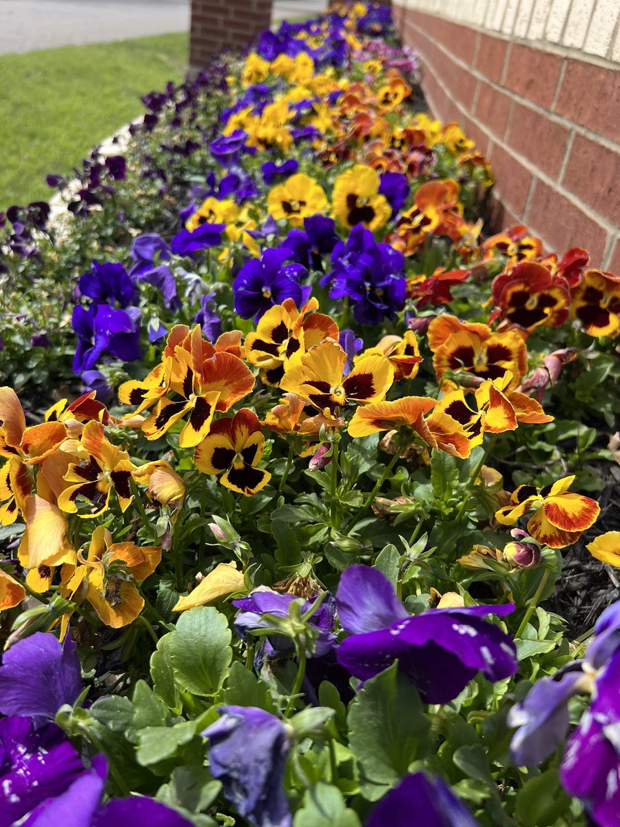 Pepper PaulWhelan🇺🇸 on Twitter "RT TParaclete Well my roses, violas