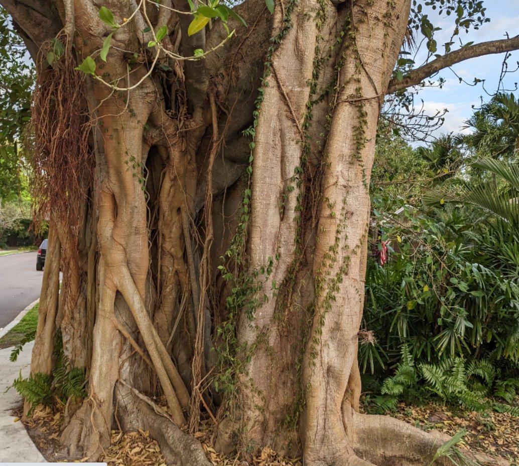 Morgan Park High tweet media