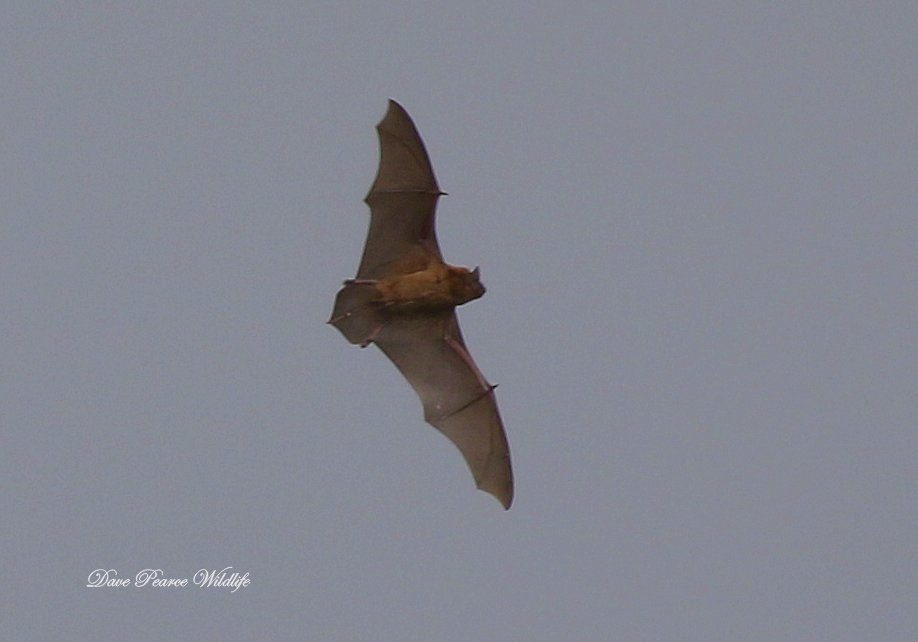 NatureUK on Twitter "RT Davepea24373839 Best shot I managed of the