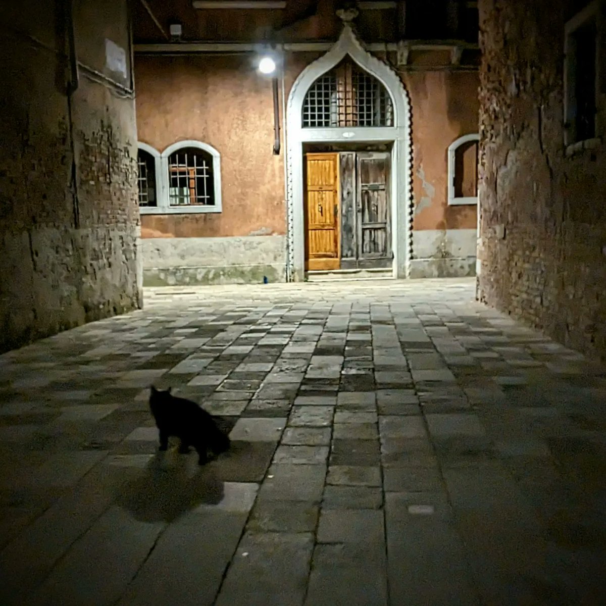 LJ_Pritchard's tweet photo. Black Furry Shadow. Look at that tail. #BlackCat #CampielloPomeri #No1Castello #SanPietroDiCastello #Caturday #CatsOfCastello #CatsOfVenice #CatsOfInstagram #Venezia #Venice #LivingOnWater https://t.co/rkQ1jfNWUS