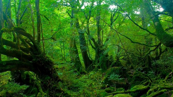 ここで決まり!【 "ジブリ聖地" 最強神社5選 】❶ 鹿児島『もののけ姫』商売繁盛❷ 群馬    『千と千尋の神隠し』縁