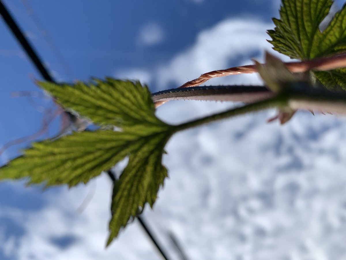 FarmBoyFarms's tweet photo. How do hops climb? 

That’s how. 

#NChops https://t.co/pawlEKQjNo