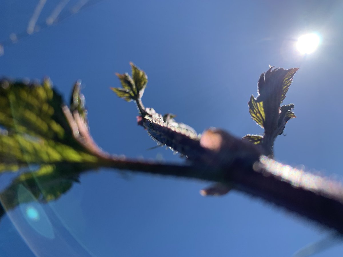 FarmBoyFarms's tweet photo. How do hops climb? 

That’s how. 

#NChops https://t.co/pawlEKQjNo