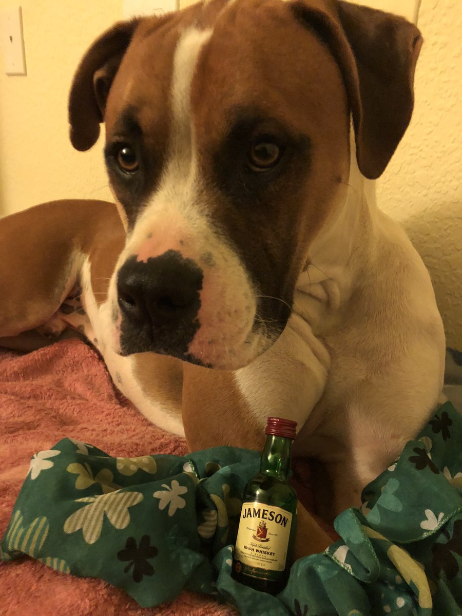 Tucker’s annual St. Patrick’s Day pic (late)

It’s Dog Tax for not being around much

#DogsOfInstagram
#DogTax
#TheOtherTucker