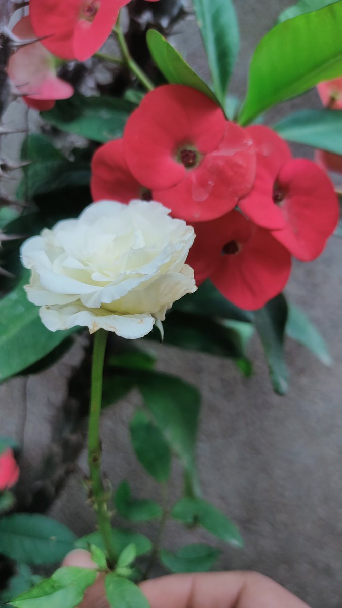 Rheonarda_22's tweet photo. While focusing at the white, red took the eyes https://t.co/ku78hflsqp